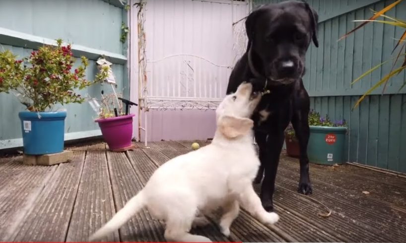 Cute little puppy meets big dog for the first time