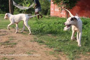 Cute puppies - Dogo Argentino & bully kutta in Hullahalli Mysore