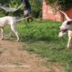 Cute puppies - Dogo Argentino & bully kutta in Hullahalli Mysore