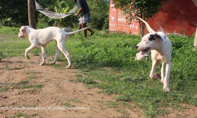 Cute puppies - Dogo Argentino & bully kutta in Hullahalli Mysore