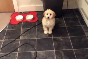 Cute puppies doing funny things: Cockapoo puppy performing wave trick