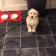 Cute puppies doing funny things: Cockapoo puppy performing wave trick