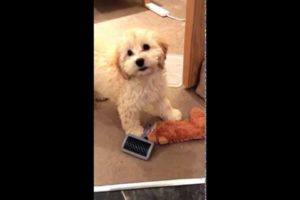 Cute puppies doing funny things: Cute cockapoo puppy going mental around the house!