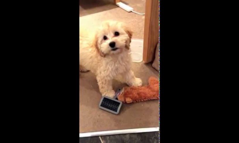 Cute puppies doing funny things: Cute cockapoo puppy going mental around the house!