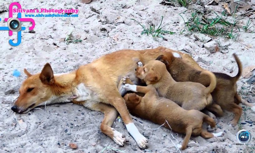 Cute puppies drinking milk