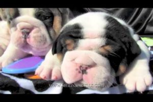 Cute puppies life stages video. Bulldog puppies ultrasound new born to 8 weeks old