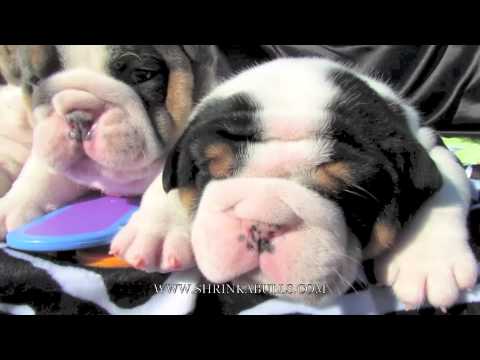 Cute puppies life stages video. Bulldog puppies ultrasound new born to 8 weeks old