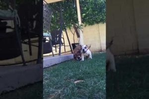 Cutest Bulldog Puppies Playing Keep Away