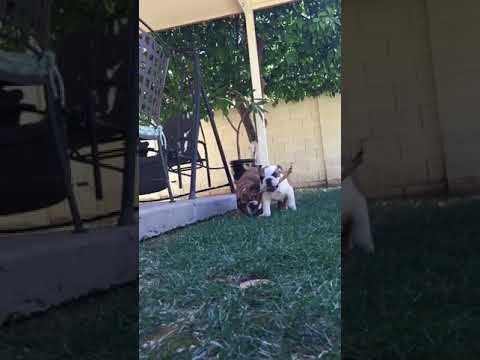 Cutest Bulldog Puppies Playing Keep Away