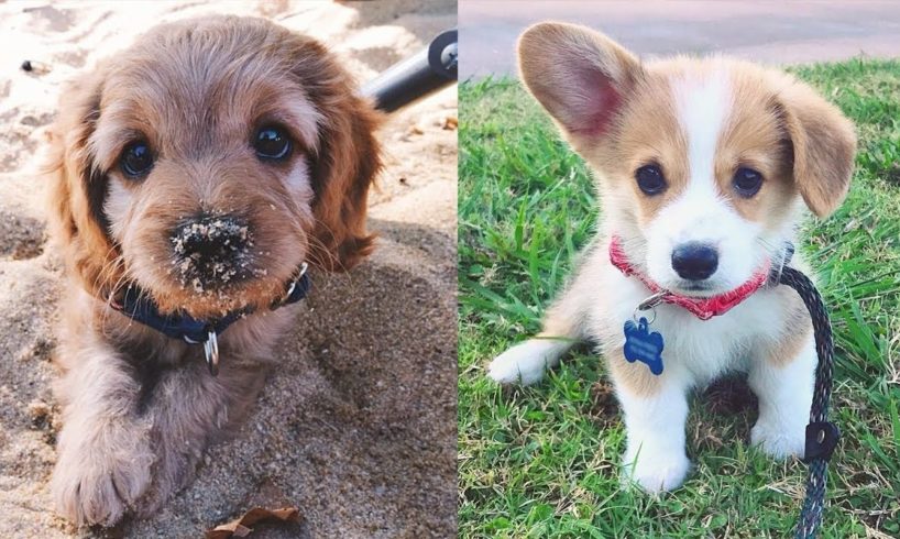 Cutest Dogs And Puppies In The World - Cutest Dogs Of The World #7 - Puppies TV