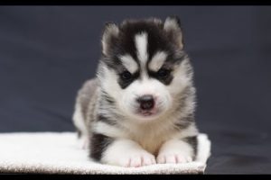 Cutest Husky Puppy Ever - Funny And Cute Husky Puppies Compilation | Puppies TV