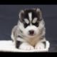 Cutest Husky Puppy Ever - Funny And Cute Husky Puppies Compilation | Puppies TV