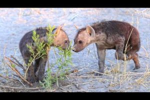 Cutest Hyena Puppies You'll Ever See Play Fighting! (HD)