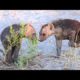 Cutest Hyena Puppies You'll Ever See Play Fighting! (HD)