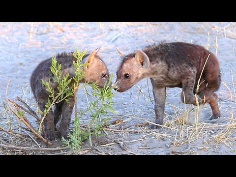 Cutest Hyena Puppies You'll Ever See Play Fighting! (HD)