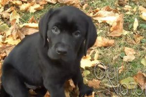 Cutest Lab Puppies Compilation 2018