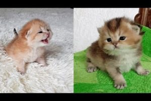 Cutest Pets! Cute Dogs and Cats Videos Compilation cute moment of the pet