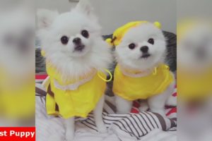Cutest Pomeranian Puppies Compilation #2 - World's Cutest Puppies