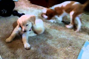 Cutest Puppies Ever - Golden Retriever & King Charles Cavalier