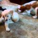 Cutest Puppies Ever - Golden Retriever & King Charles Cavalier