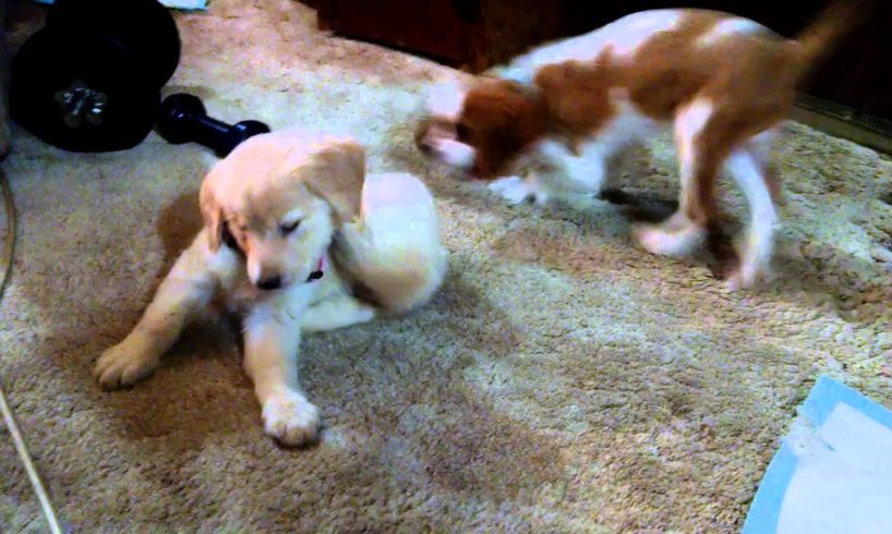 Cutest Puppies Ever - Golden Retriever & King Charles Cavalier