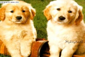 Cutest Puppies Ever Seen - Cute Baby Dogs Photos Collection