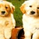 Cutest Puppies Ever Seen - Cute Baby Dogs Photos Collection