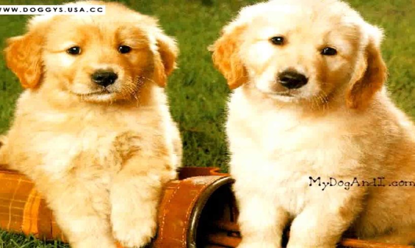 Cutest Puppies Ever Seen - Cute Baby Dogs Photos Collection
