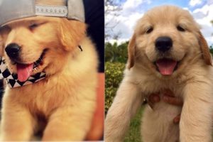 Cutest Puppies Golden Retriever - Cutest Puppies Of The World - Puppies TV