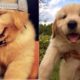 Cutest Puppies Golden Retriever - Cutest Puppies Of The World - Puppies TV