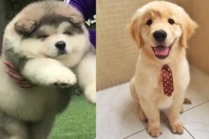 Cutest Puppies In The World 2019 - Puppies Playing And Barking Compilation | Puppies TV