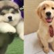 Cutest Puppies In The World 2019 - Puppies Playing And Barking Compilation | Puppies TV