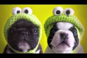 Cutest Puppies Photos Compilation Slideshow
