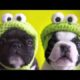 Cutest Puppies Photos Compilation Slideshow