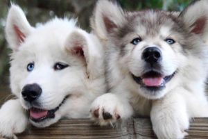 Cutest Puppies Videos Compilation 2019 - Best Cute Puppies Ever - Puppies TV