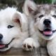 Cutest Puppies Videos Compilation 2019 - Best Cute Puppies Ever - Puppies TV