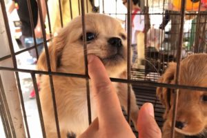 Cutest Puppies in Havana Cuba (4K)