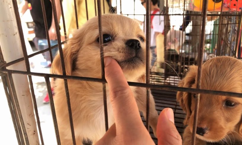 Cutest Puppies in Havana Cuba (4K)