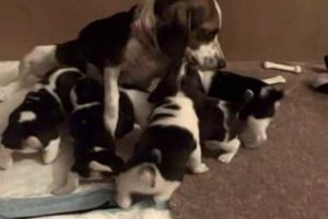 Cutest Puppies in the world playing..Pocket Beagles (3wks old)