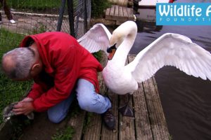 Cygnet rescue - Simon beaten up by an angry swan