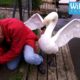 Cygnet rescue - Simon beaten up by an angry swan