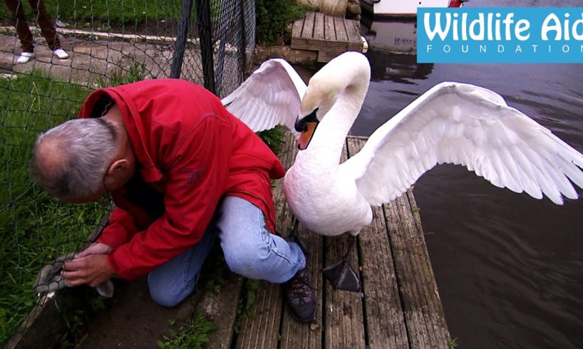 Cygnet rescue - Simon beaten up by an angry swan
