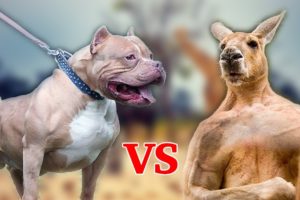 DOG VS KANGAROO - WILD ANIMALS FIGHTS