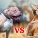 DOG VS KANGAROO - WILD ANIMALS FIGHTS