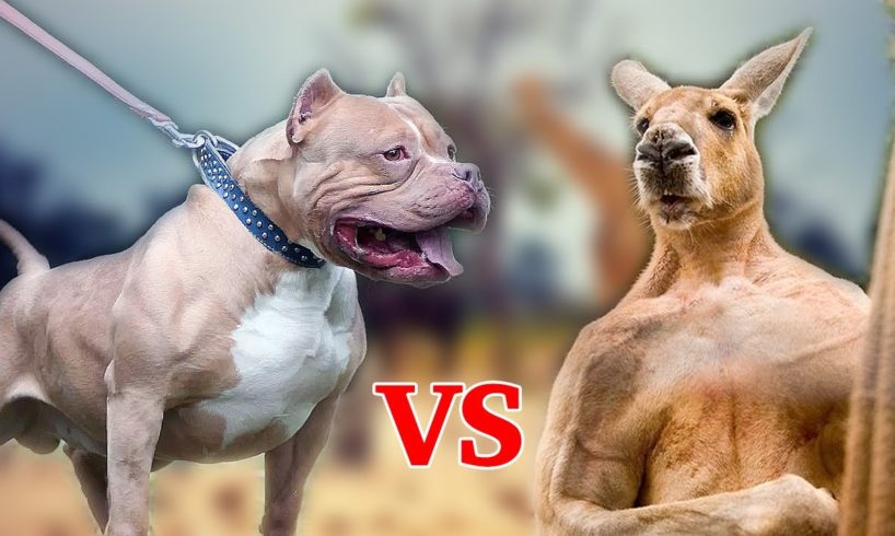 DOG VS KANGAROO - WILD ANIMALS FIGHTS