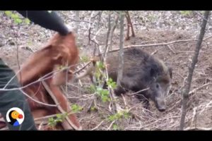 DRAMATIC Wild Boar Rescue From Snare | The Dodo