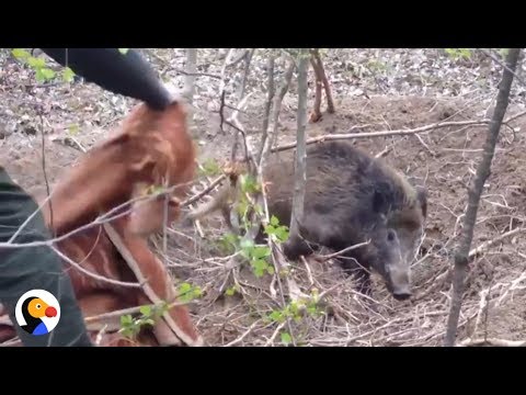 DRAMATIC Wild Boar Rescue From Snare | The Dodo