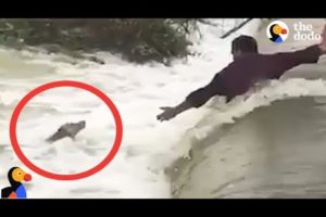 DROWNING Dog Rescued by AWESOME Men | The Dodo