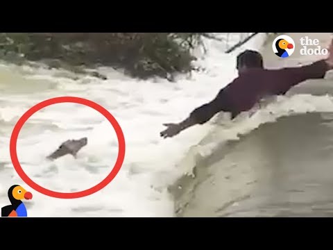 DROWNING Dog Rescued by AWESOME Men | The Dodo