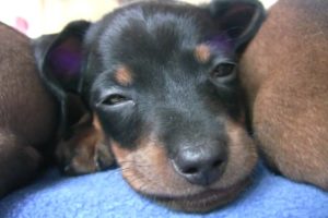 Dachshund - Cute 6 Week Old Puppies